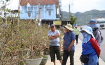 Mai vàng An Nhơn ở Gia Lai tiến ra quốc lộ 1 mong mùa tết bội thu