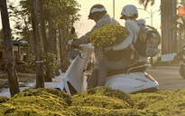 Hoa tết vượt lũ, nhà vườn nói thẳng: 'Chịu lỗ công để bà con có hoa chơi tết'