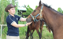 Trang trại ngựa quý trên đất Tây Ninh