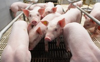 BAF Việt Nam: Cơ hội 'lội ngược dòng' sau chu kỳ biến động  của ngành chăn nuôi