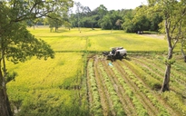 'Cánh đồng châu Âu' ở Tà Lài