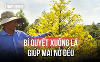Nông dân làng mai vàng Bình Lợi vào vụ xuống lá, chuẩn bị mai Tết 2026