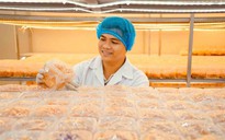 Thạc sĩ làm nông thời công nghệ: Thiết kế khí hậu để nuôi trồng nấm... khó tính