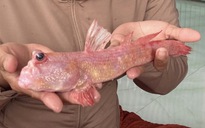 Chuyện lạ miền Tây: Cá thòi lòi màu hồng hiếm gặp xuất hiện ở Cà Mau