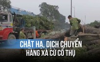 Chặt hạ, dịch chuyển hàng xà cừ cổ thụ ở Hà Nội: Đấu giá củi gỗ thu tiền nộp ngân sách
