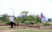 Hết thời bất động sản 'treo đầu dê, bán thịt chó'