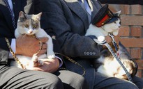 Mèo được bổ nhiệm làm trưởng ga tàu tại Nhật Bản