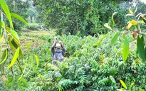 'Lóc cóc leng keng qua ngày': Kiếp mưu sinh với rau đọt choại giữa rừng sậy ở TP.HCM