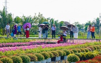 Du khách thích thú kỹ thuật trồng hoa 'không chạm đất' ở làng hoa Sa Đéc