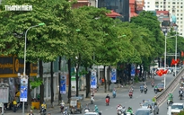 Hà Nội rà soát, dịch chuyển bớt cây hoa sữa ở khu dân cư