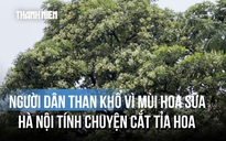 Tranh cãi mùi hoa sữa: Thoảng qua thì thơm, ở gần lại thành nỗi khổ