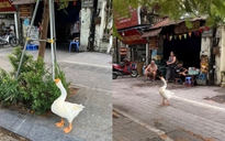 Con ngỗng được bà dắt đi dạo ở Hà Nội, dân mạng hỏi nhau ‘gặp ở đâu?’