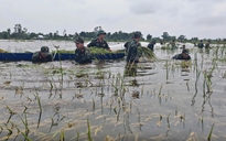 Mưa lũ bất thường, nông nghiệp thiệt hại nặng