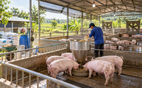 Giá heo hơi hôm nay 21.10.2026: Thấp nhất 47.000 đồng/kg