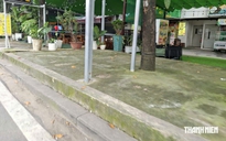 Nhiều gốc cây bị trám kín xi măng