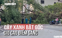 Hiện trường cây xanh bật gốc đường Đinh Tiên Hoàng ngay giờ cao điểm sáng
