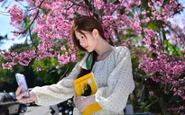 Mùa hoa mai anh đào Đà Lạt xuân 2026 đẹp chưa từng có