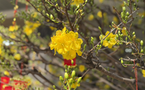 Khách quốc tế đến Việt Nam dịp tết tăng 60%