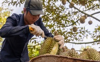 Nông sản Việt tiến thẳng vào kỷ nguyên xanh