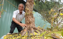 Cụ ông U.100 mang mai vàng gần nửa tỉ đồng ra chợ hoa xuân Cần Thơ