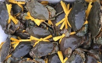 27 tết, cua Cà Mau sắp chạm mức 1,2 triệu đồng/kg