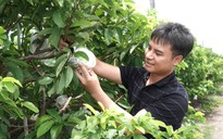 Mãng cầu - 'nông sản hạng sang' và mùa tết hốt bạc dưới chân núi Bà Đen