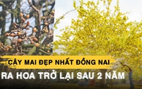 Cây mai đẹp nhất Đồng Nai ra hoa trở lại sau 2 năm ‘tiếc thương’ ông chủ