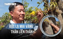 Độc lạ mai vàng thân liền thân, hoa 9 cánh của nghệ nhân Đắk Lắk giá 'khủng'