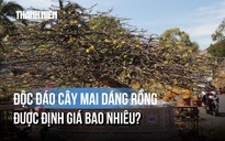 Mai 'dáng rồng' khách trả 600 triệu vẫn chưa chịu bán: Chủ nhân nói lý do thực sự