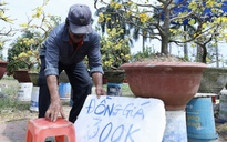 Chiều 29 tết: Chợ hoa Đà Nẵng trầm lắng, tiểu thương 'xả hàng' vẫn ế ẩm