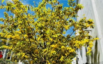 Từ mùng 4 tết, Nam bộ nắng nóng đến 36 độ C