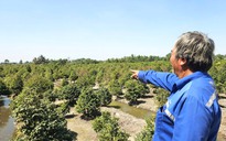 Thủ phủ mai vàng TP.HCM vắng bóng thương lái: Mai đã lặt lá vẫn nằm chờ