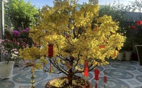 Mua cây mai sau tết, cẩn thận kẻo bị lừa