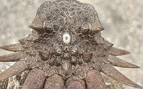 Tìm ra sinh vật độc nhãn là nguồn gốc của những đôi mắt ngày nay