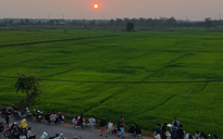 Ở TP.HCM xuất hiện cánh đồng lúa xanh mướt, chiều nào cũng đông người ngắm hoàng hôn