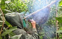 Bắt ong mật rừng ở Tây Ninh: Trận đòn nhớ đời 200 mũi ong chích