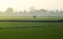 Nhìn từ trên cao: Cánh đồng Huế hồi sinh xanh mướt sau 4 trận lũ lịch sử