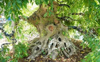 Vườn bonsai tiền tỉ của nghệ nhân miền Tây khởi nguồn từ thú chơi mai tết