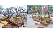 Cận cảnh cặp đào thất thốn 400 triệu, chờ đại gia thuê về chơi tết