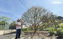 Cây mai vàng hơn 70 năm tuổi được 'hét giá' 3,5 tỉ đồng: Chủ khẳng định độc nhất vô nhị