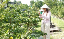 Đưa mai bonsai lên livestream, cô gái Cần Thơ kiếm tiền triệu mỗi ngày