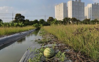 Ruộng dưa hấu ở Bình Chánh hư hại, nông dân lo mất hơn 60 triệu tiền vốn