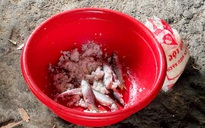 Khẩn cấp đưa thuốc giải Botulinum từ Thụy Sĩ về cứu 3 bệnh nhi đang nguy kịch