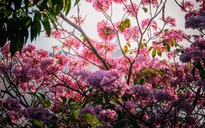 Nhìn từ trên cao: Hoa điệp vàng, kèn hồng khoe sắc ở 'khu nhà giàu' Phú Mỹ Hưng