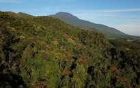 Rừng của muôn loài khỉ