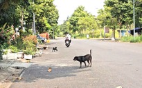 Nỗi ám ảnh mang tên chó thả rông