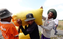 Khách hàng lớn nhất của hạt gạo Việt Nam tăng nhập khẩu