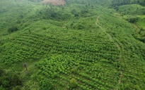 Báu vật Chư Mom Ray: Phục hồi 'kho báu' rừng nguyên sinh