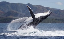 Cá voi đực càng lớn tuổi càng dễ chinh phục bạn tình nhờ hát hay