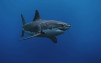 Mỹ: Cá mập trắng lớn chưa từng thấy xuất hiện gần bãi tắm đông khách